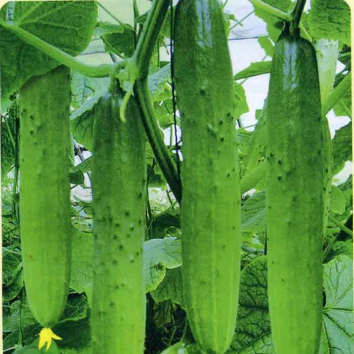 綠豐1號 綠豐1號