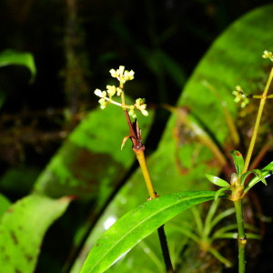 Psychotria antenniformis