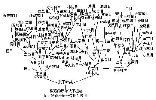 哈欽松被子植物系統圖