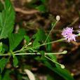 南漳斑鳩菊 南漳斑鳩菊