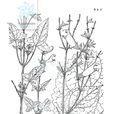 黃鼠狼花 黃鼠狼花