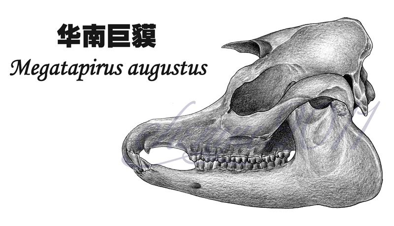 華南巨貘頭骨描摹圖，陳瑜繪