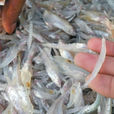 巢湖小銀魚 巢湖小銀魚
