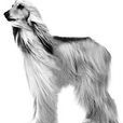 喀布爾犬 喀布爾犬