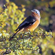 賀蘭山紅尾鴝 賀蘭山紅尾鴝