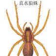 真水狼蛛 真水狼蛛