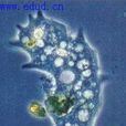 變形桿菌 變形桿菌