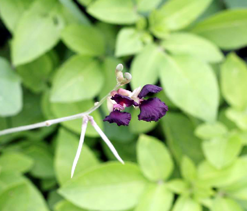 紫花大翼豆