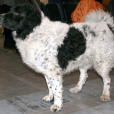 弗里斯蘭水犬(韋特豪犬) 弗里斯蘭水犬(韋特豪犬)