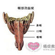 下咽(解剖學結構) 下咽(解剖學結構)