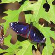 紫斑蝶屬