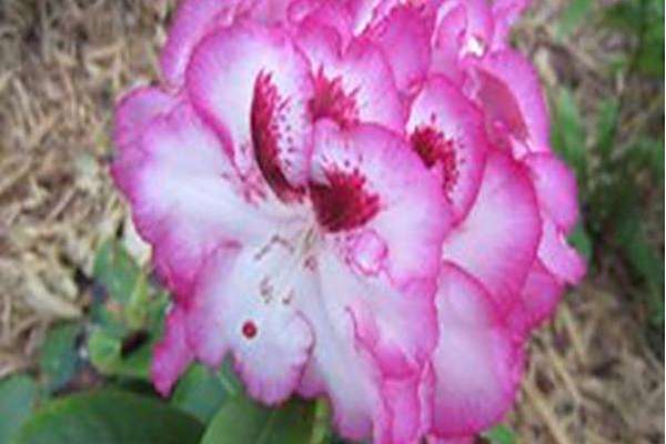 Rhododendron \x27Cherry Cheesecake\x27