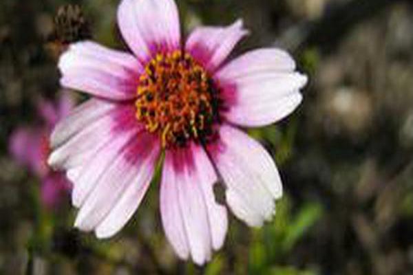 Coreopsis rosea \x27Heaven\x27s Gate\x27 Coreopsis rosea \x27Heaven\x27s Gate\x27