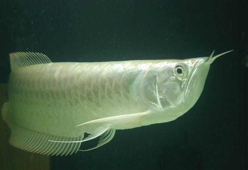 羽鰭燈魚 羽鰭燈魚
