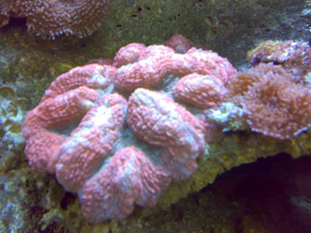八字腦珊瑚