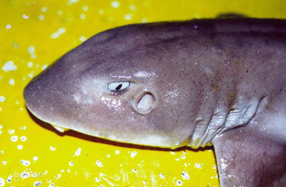 科氏異鬚鯊