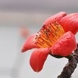 紅棉花(被子植物門植物) 紅棉花(被子植物門植物)