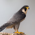 游隼(鳥綱隼科動物)