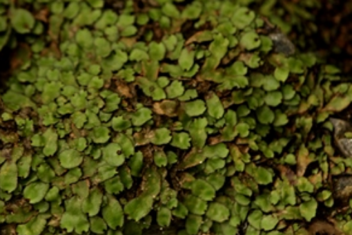 平托苔屬 平托苔屬