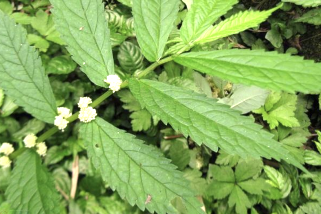 雜交樓梯草 雜交樓梯草
