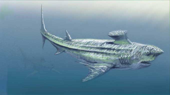 胸脊鯊