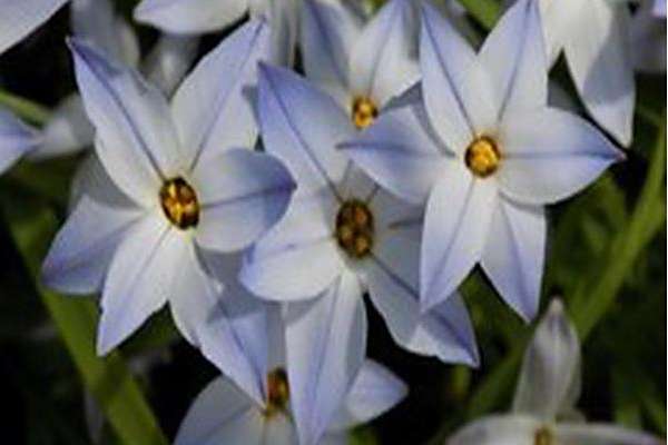 Ipheion uniflorum