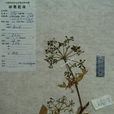 芷葉前胡 芷葉前胡