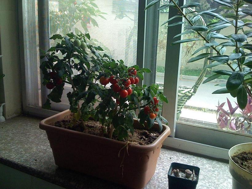 小果櫻桃番茄盆栽