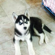 husky husky