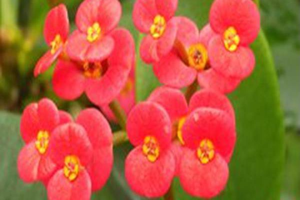 Euphorbia milii Euphorbia milii