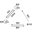 RNA複製 RNA複製