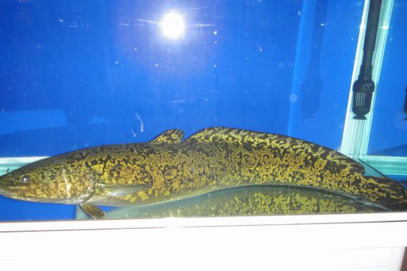 山鱈魚