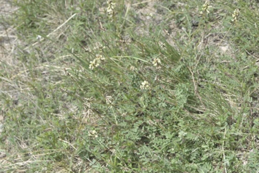橙花黃芪 橙花黃芪