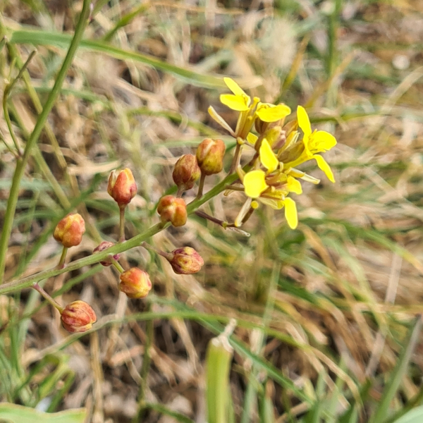 Sinapidendron angustifolium