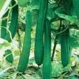 早優6號 早優6號