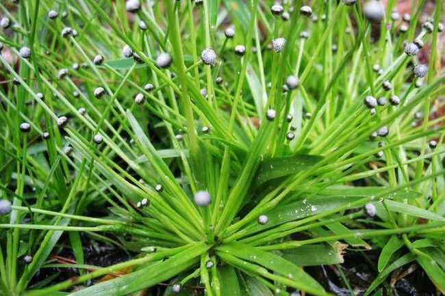 裂瓣谷精草 裂瓣谷精草