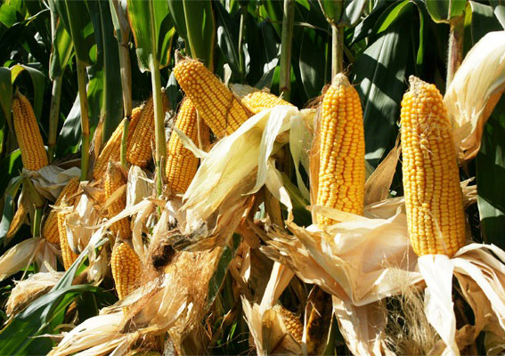 夏玉米抗倒增產技術