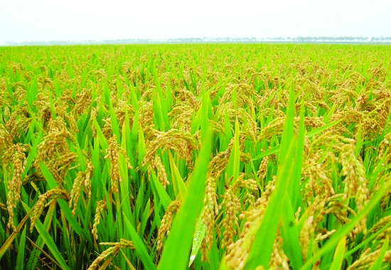 生產生態大米水稻種植方法