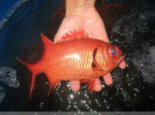 火魚 火魚