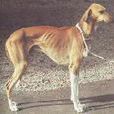 阿扎瓦犬