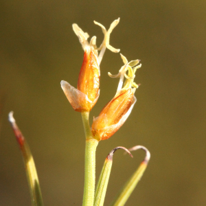 Anarthria polyphylla