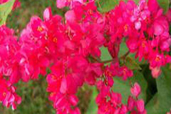 Antigonon leptopus