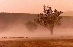 乾旱沙漠中的羊群