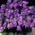 同鐘花 同鐘花