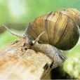 snail snail
