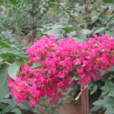 艷紅紫薇 艷紅紫薇