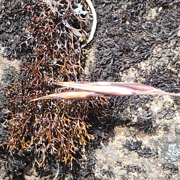 Rytidosperma diemenicum