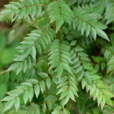 荔枝藤(荔枝藤) 荔枝藤(荔枝藤)