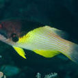 中胸菩提魚 中胸菩提魚