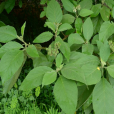 野茄樹(洗碗葉) 野茄樹(洗碗葉)